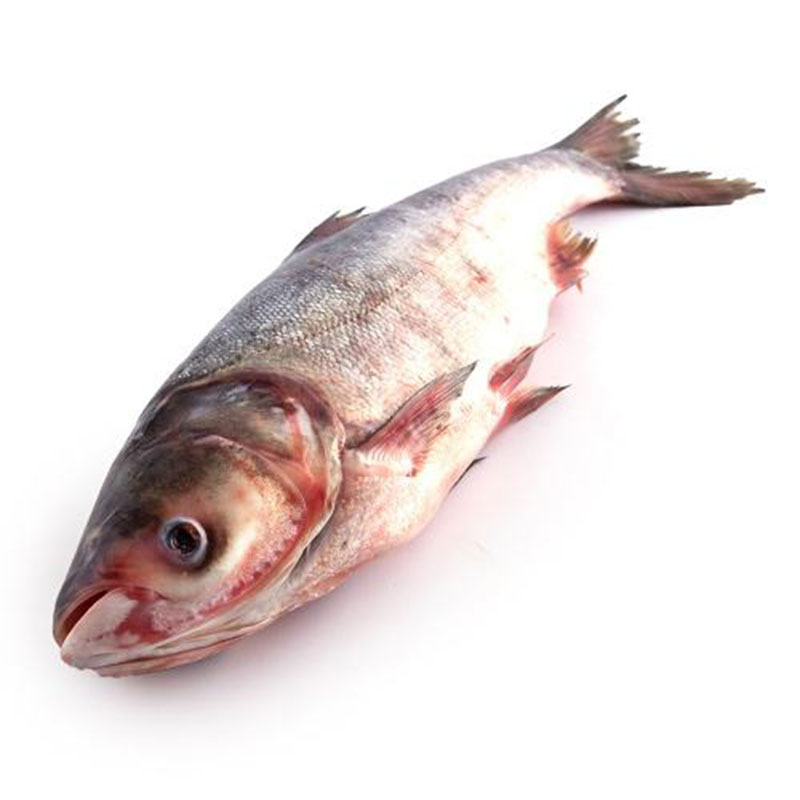 查干湖 冬捕胖头鱼·4.1-4.6斤